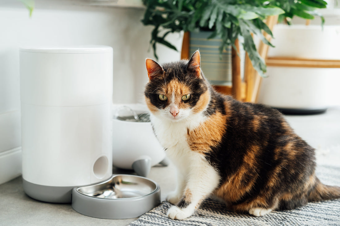 💧 Smart Pet Water Fountain – Fresh, Clean Water for Healthy Pets